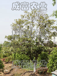 枇杷樹