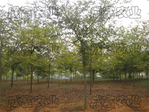櫸樹林