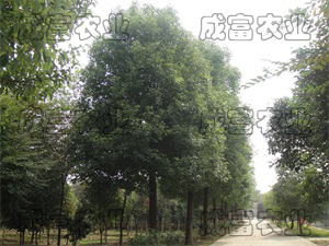 香樟
