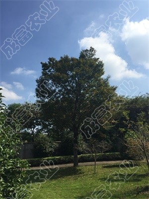 大櫸樹