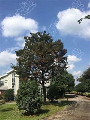 紅櫸樹