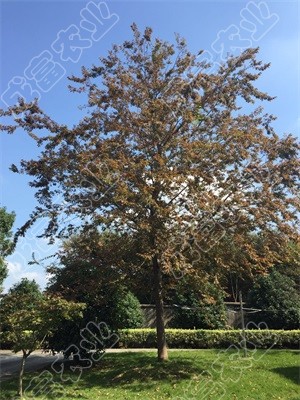 大紅櫸樹